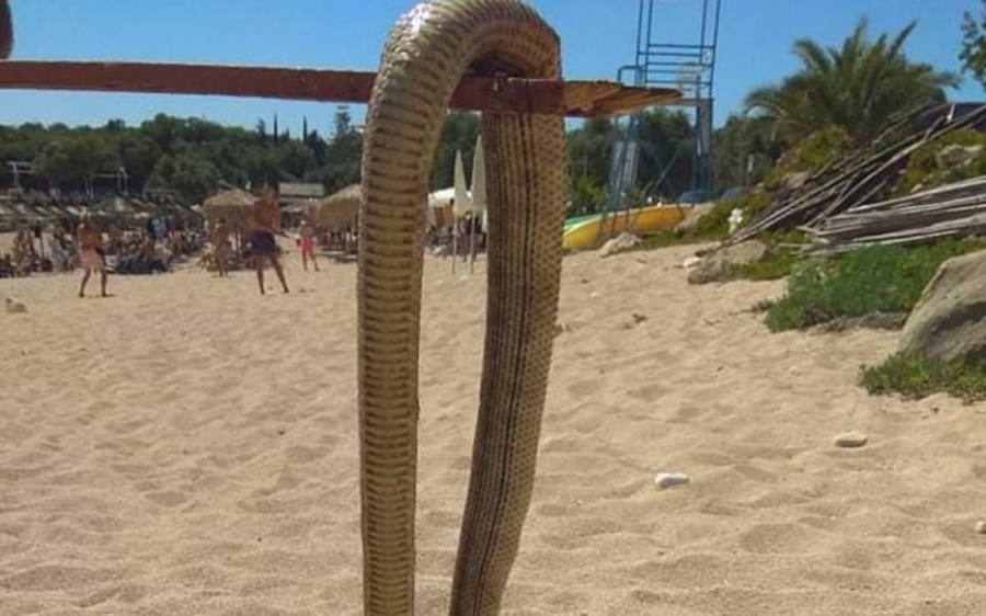 Μας «έζωσαν» τα φίδια: Εμφανίσεις ερπετών σε παραλίες, σπίτια και... αυτοκίνητα σε όλη την Ελλάδα!