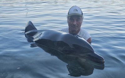 Διάσωση τραυματισμένου δελφινιού έξω από την παραλία Αράγια στον Πόρο