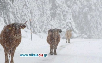 Στα Τρίκαλα οι αγελάδες έφαγαν το αλάτι που έριξαν τα εκχιονιστικά (video)