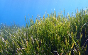 Εσπερίδα στο Αργοστόλι για την Ποσειδωνία και τα οικολογικά αγκυροβόλια στις προστατευόμενες περιοχές των Ιονίων