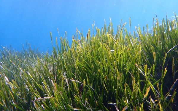 Εσπερίδα στο Αργοστόλι για την Ποσειδωνία και τα οικολογικά αγκυροβόλια στις προστατευόμενες περιοχές των Ιονίων