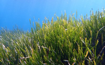 Εσπερίδα στο Αργοστόλι για την Ποσειδωνία και τα οικολογικά αγκυροβόλια στις προστατευόμενες περιοχές των Ιονίων