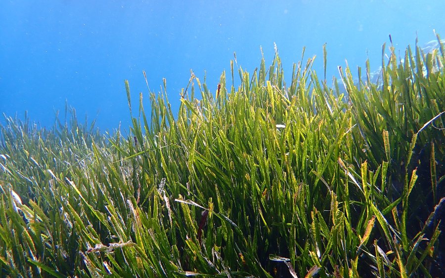 Εσπερίδα στο Αργοστόλι για την Ποσειδωνία και τα οικολογικά αγκυροβόλια στις προστατευόμενες περιοχές των Ιονίων
