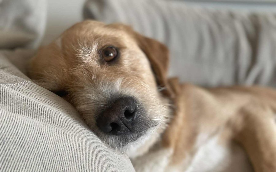 Η συγκινητική ιστορία που ράγισε καρδιές με τον Τζέρι