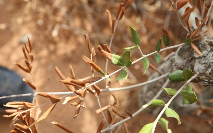 Ε.Α.Σ.: Όταν πιάσει βακτήρια το σπίτι του γείτονα