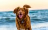 pet.gov.gr: Νέα υπηρεσία για τα ζώα συντροφιάς - Τι θα πρέπει να κάνουν οι κηδεμόνες τους