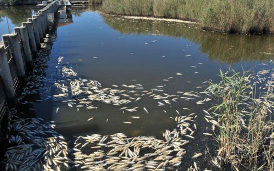 Νεκρά ψάρια στο Ιόνιο από τον ιό της εγκεφαλοπάθειας