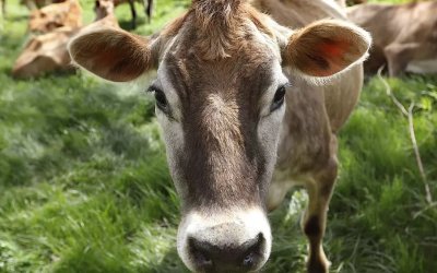 Γεγονός η πρώτη χώρα που θα φορολογήσει τα... αέρια των ζώων