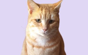 Βρέθηκε γάτα στην περιοχή ΑΒ στα Κοκύλια - Την αναζητά κανείς;