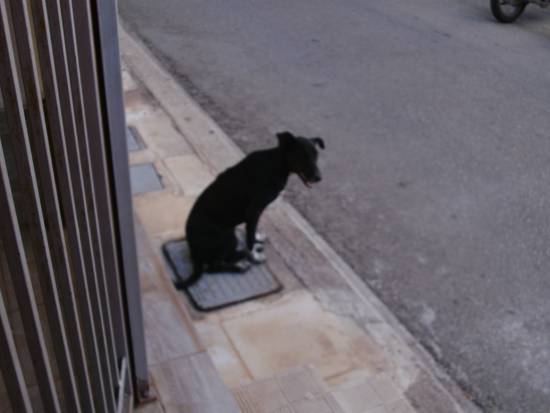 Χάθηκε σκυλάκι