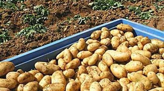 Ενημέρωση για τον πατατόσπορο από τον Αγροτικό Συναιτερισμό