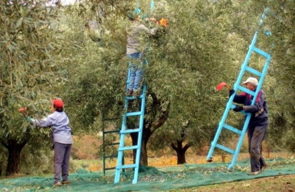 Ε.Α.Σ. : Αισιοδοξία για την φετινή Ελαιοπαραγωγή