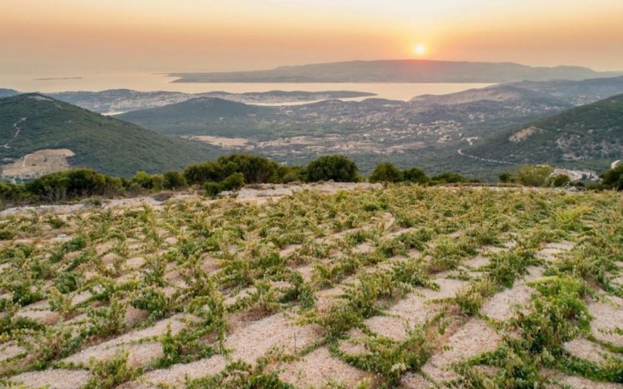 Δείτε το πρώτο βίντεο του Συνδέσμου Οινοποιών Κεφαλονιάς