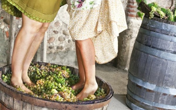 ΑΠΟΨΕ: Εκδήλωση αφιερωμένη στον Τρύγο από τον Π.Σ. Φάρο Ερίσου