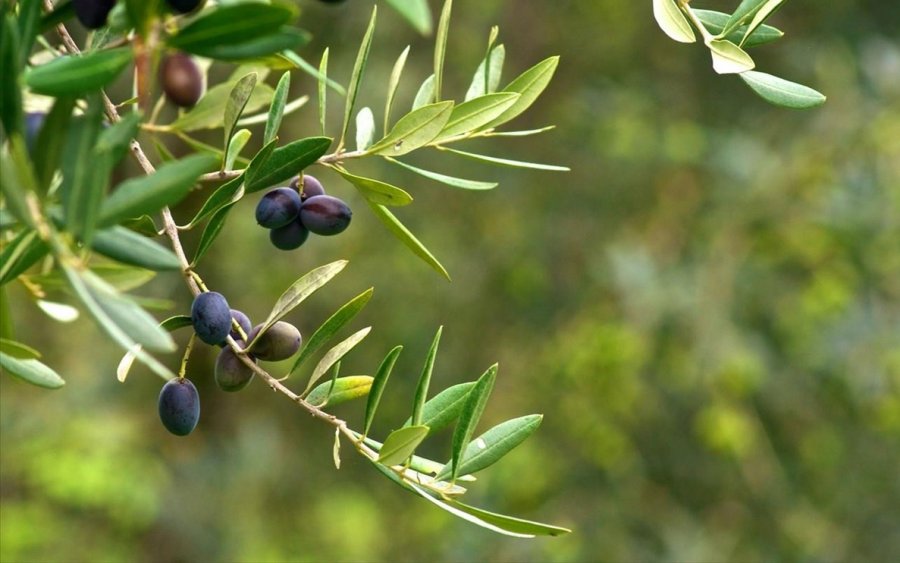 Ε.Α.Σ.: Ποιες ποικιλίες ελιάς θα ενισχυθούν με 40€ το στρέμμα