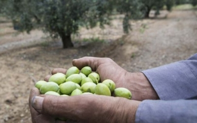 Κατατίθενται στους λογαριασμούς των δικαιούχων οι αποζημιώσεις από τον ΕΛΓΑ