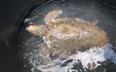Διάσωση χελώνας από κατάποση πετονιάς στο Αργοστόλι (εικόνες)