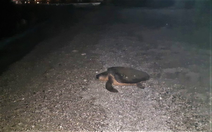 Πόρος: Βραδινός... περίπατος θαλάσσιας χελώνας Καρέτα - Καρέτα! (εικόνες)