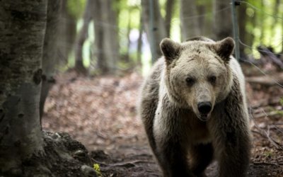 Πυροβόλησαν τρίτη αρκούδα σε ένα μήνα στη Φλώρινα
