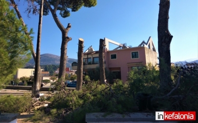 «Αντιδήμαρχε Πρασίνου, δεν… μπορούμε να συννενοηθούμε» - Η απάντηση του τμήματος Πρασίνου στα κομμένα πεύκα στο Αργοστόλι και ο λόγος της δημοσίευσής μας