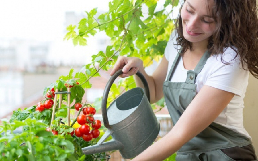 Φτιάχνουμε λαχανόκηπο στο μπαλκόνι! – Τα εύκολα λαχανικά που μπορείτε να φυτέψετε