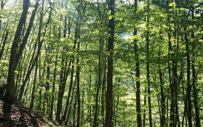 Νέο Περιφερειακό Πρόγραμμα 2021-2027: Προς μια Πράσινη Μετάβαση στα Ιόνια Νησιά