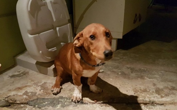 Βρέθηκε το σκυλάκι της φωτογραφίας