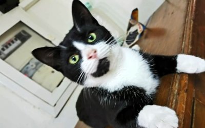 Χάθηκε γατάκι στο Αργοστόλι