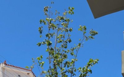 Η φτελιά που έγινε σύμβολο!