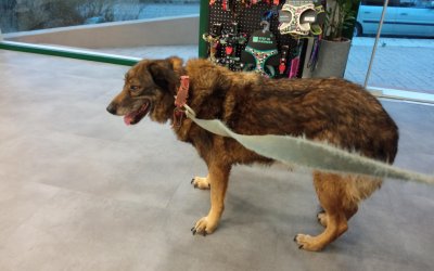 Βρήκε τον ιδιοκτήτη του το σκυλάκι στο Αργοστόλι