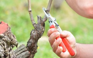 ΠΟΛΙΤΙΣΤΙΚΗ ΣΤΕΓΗ ΤΡΩΙΑΝΝΑΤΩΝ: Ομιλία για το "Κλάδεμα Αμπελιών" από τον Γεωπόνο του Συνεταιρισμού Ρομπόλας Γ. Δαναλάτο