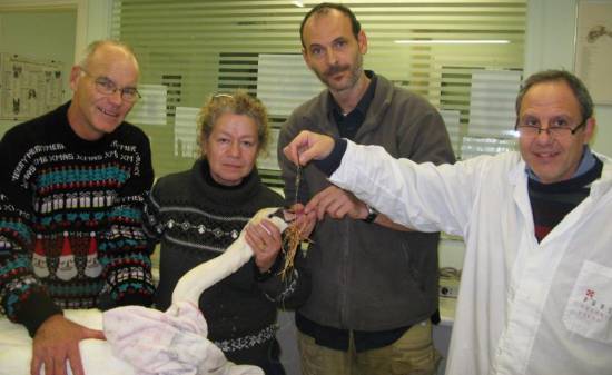 Φιλόζωοι έσωσαν τον πανέμορφο κύκνο του Κουτάβου!