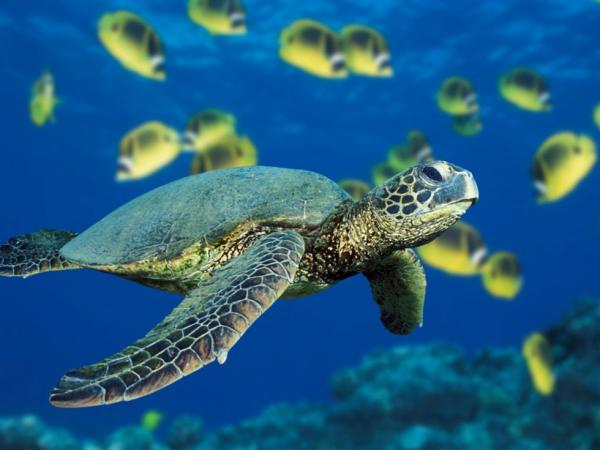 «Γίνε εθελοντής για την προστασία της θαλάσσιας χελώνας Καρέτα - Καρέτα»
