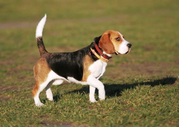 Βρέθηκαν σκυλιά που χρειάζονται φροντίδα