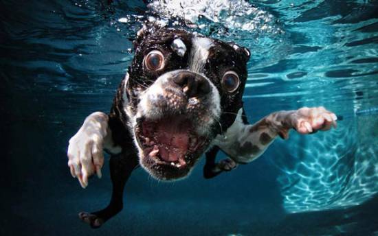 Σκύλοι σε… υποβρύχιες πόζες!