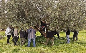 Δήμος Σάμης: Ολοκληρώθηκε η Ημερίδα για την Καλλιέργεια της Ελιάς