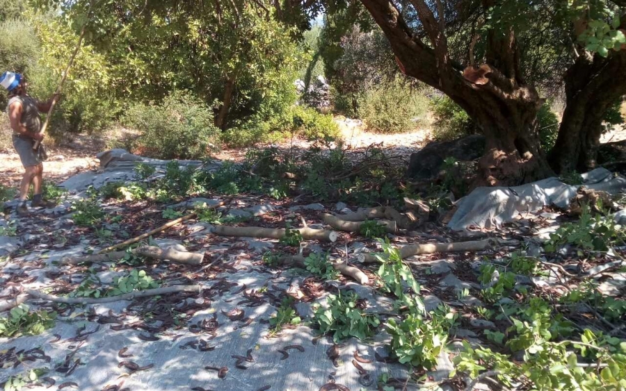 Κούτσουπα: Υπερτροφή, αλλά και επενδυτική ευκαιρία για τα Πουλάτα