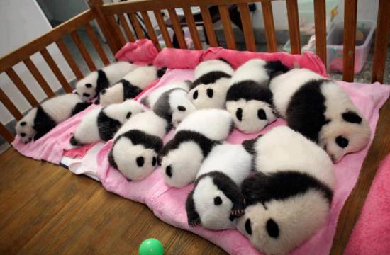Μικρά Panda σε κέντρο φιλοξενίας στην Κίνα