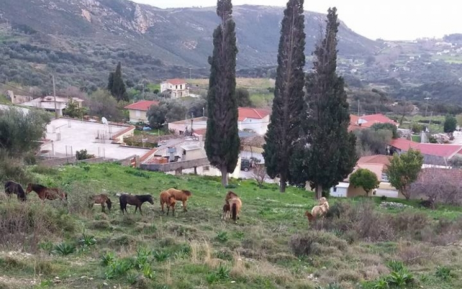 Γεννητούρια για τα άγρια άλογα του Αίνου (εικόνες)