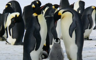 Μυστήριο στην Ουρουγουάη: Νεκροί σχεδόν 2000 πιγκουίνοι