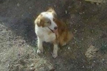 Χαθηκε σκυλάκι στα Ανω Κομποθεκράτα