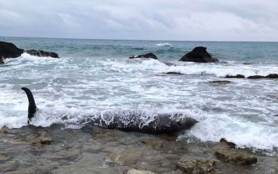 WWF: Περιστατικό μαζικών εκβρασμών ζιφιών καταγράφεται στις ακτές της Κέρκυρας