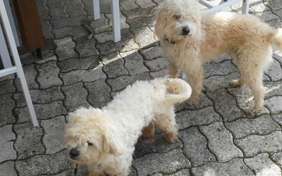 Βρέθηκαν δύο σκυλάκια στις Μηνιές