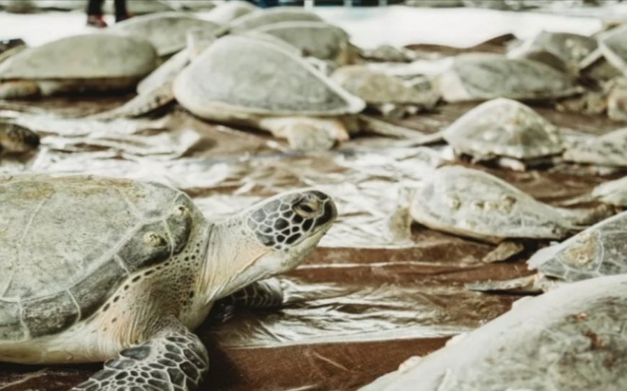 ΗΠΑ: 7.000 θαλάσσιες χελώνες παγωμένες στις ακτές του Τέξας - Επιχείρηση διάσωσης