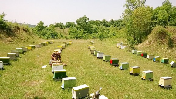 Γεωργική Σχολή &quot;Παναγή Βαλλιάνου&quot; : Πρόγραμμα κατάρτισης μελισσοκόμων