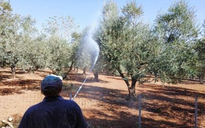 Ξεκινάει ο Α' Δολωματικός ψεκασμός Προγράμματος Δακοκτονίας 2025