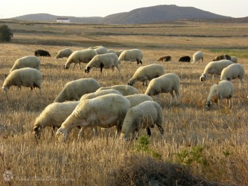 O Ενιαίος Αγροτικός Συνεταιρισμός για τους ντόπιους βοσκότοπους