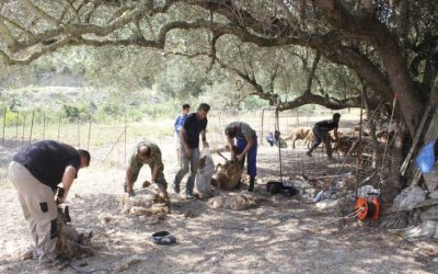 Κούρος στα Ζόλα, της Θηνιάς
