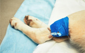 Συγκέντρωση χρημάτων για την εγχείρηση σκύλου που βρέθηκε χτυπημένο και δεμένο στα Ραζάτα