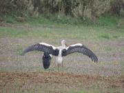 Στάση εντυπωσιακών πελαργών στον Κούταβο!